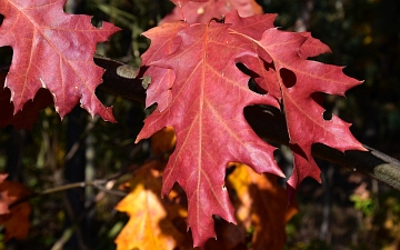 Dąb czerwony liść jesienią