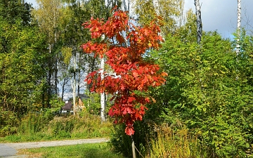 Dąb czerwony młode drzewo jesienią