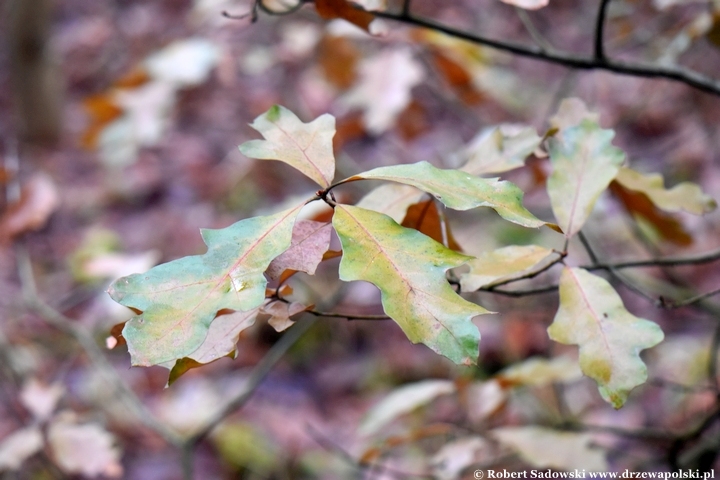 Quercus falcata zimą