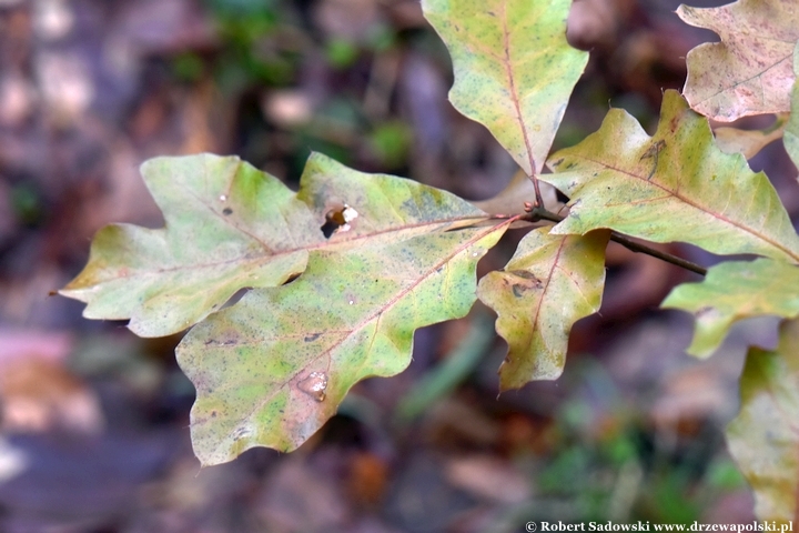 Quercus falcata zimą