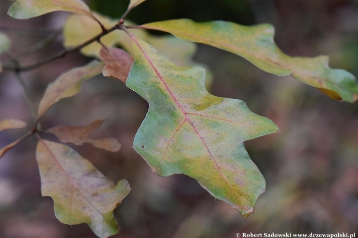 Quercus falcata zimą