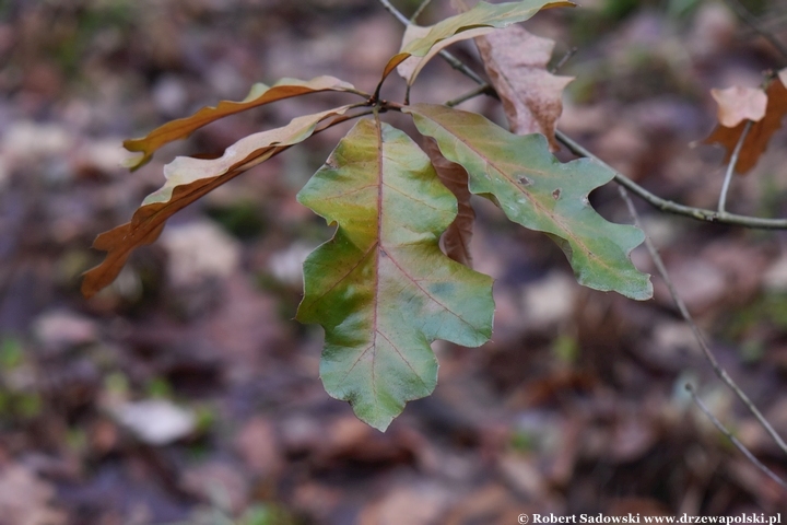 Quercus falcata zimą