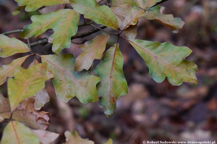 Quercus falcata zimą