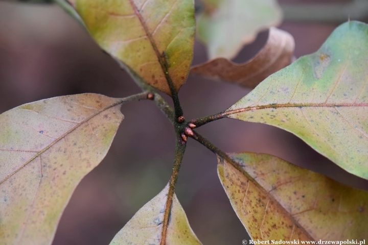 Quercus falcata zimą