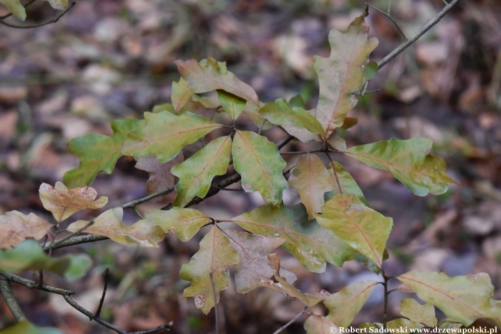 Quercus falcata zimą