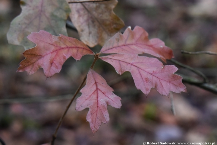 Quercus falcata zimą