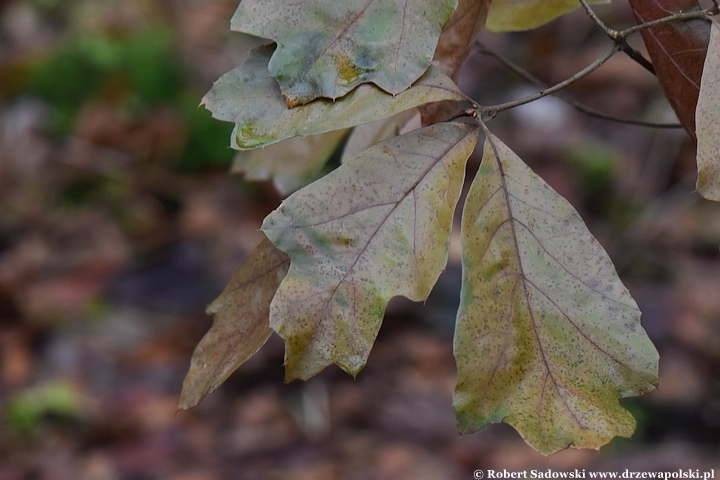 Quercus falcata zimą