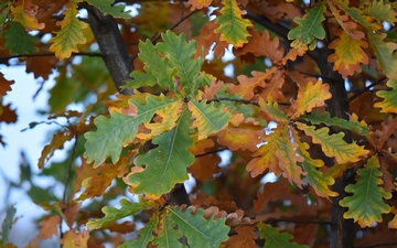 Dąb szypułkowy liście jesienią