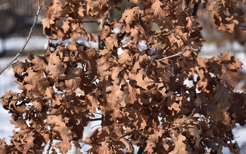 Dąb szypułkowy liście zimą