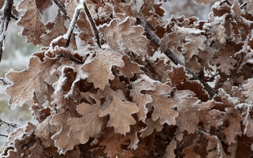 Dąb szypułkowy liście zimą