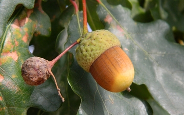 Dąb szypułkowy owoc jesienią