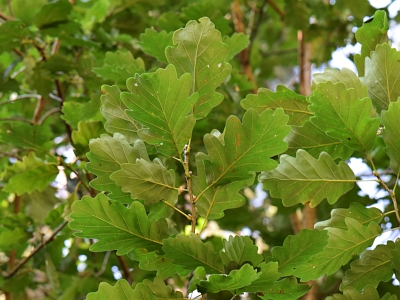Dąb bezszypułkowy liście