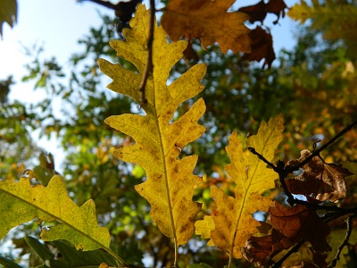 Dąb frędzelkowy liść jesienią