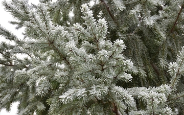 Daglezja zielona gałązka zimą