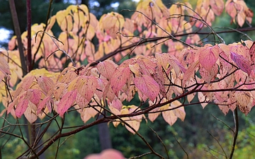 Dereń drzewiasty gałązka jesienią