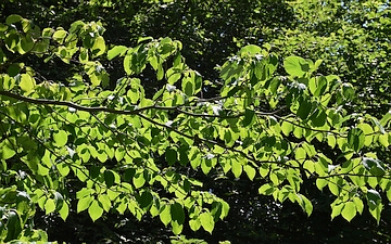 Dereń drzewiasty gałązka latem