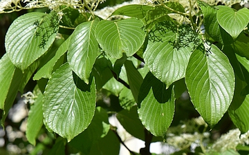 Dereń drzewiasty liście