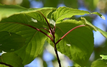 Dereń drzewiasty ogonki liściowe