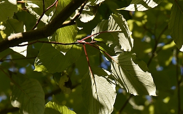 Dereń drzewiasty spód liści