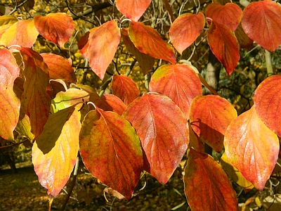 Dereń kwiecisty liście jesienią