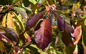 Franklinia amerykańska liście jesienią