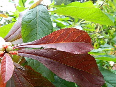Franklinia amerykańska jesienne liście