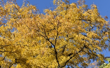 Glediczja trójcierniowa korona drzewa jesienią