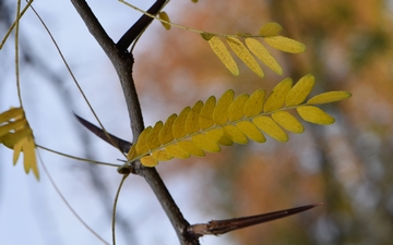 Glediczja trójcierniowa liść jesienią