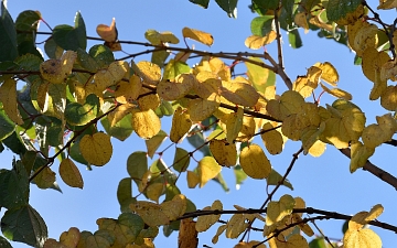 Grujecznik japoński gałązka jesienią