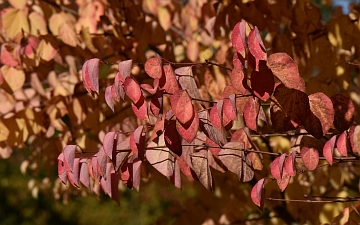 Grujecznik japoński gałązka jesienią