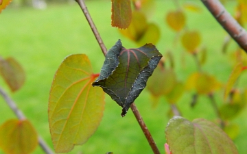 Grujecznik japoński liść po przymrozku