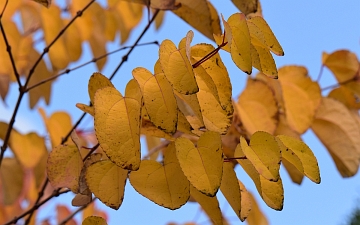 Grujecznik japoński liście jesienią