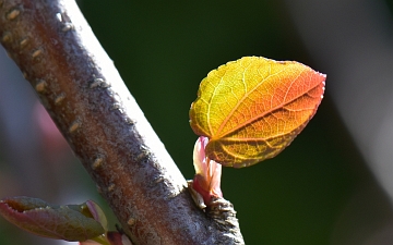 Grujecznik japoński młody liść