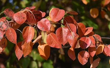 Grusza pospolita liście jesienią