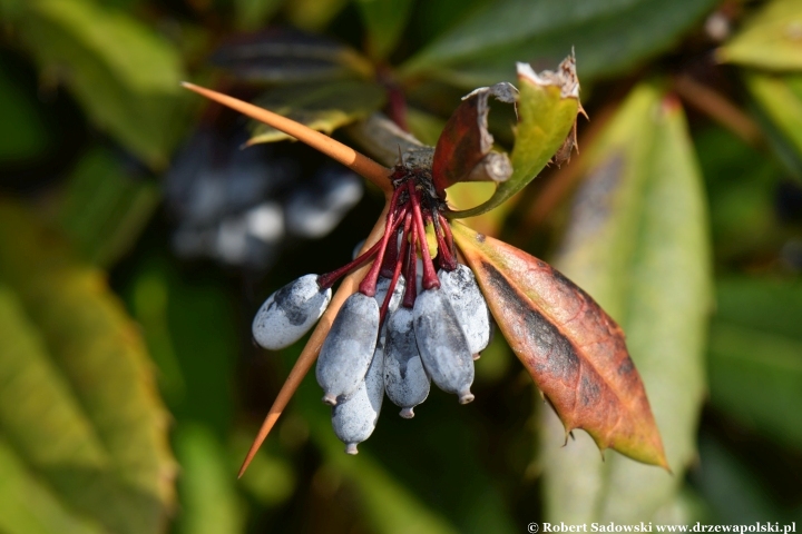 Berberys Juliany