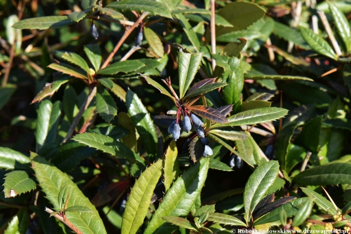 Berberys Juliany