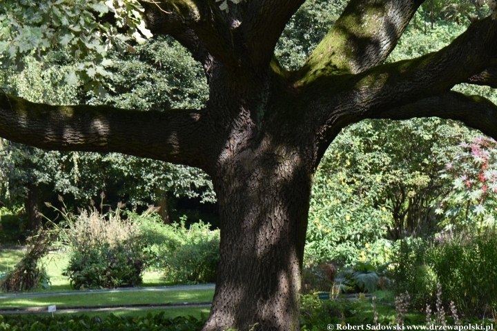 Ogród Botaniczny Uniwersytetu Jagiellońskiego w Krakowie