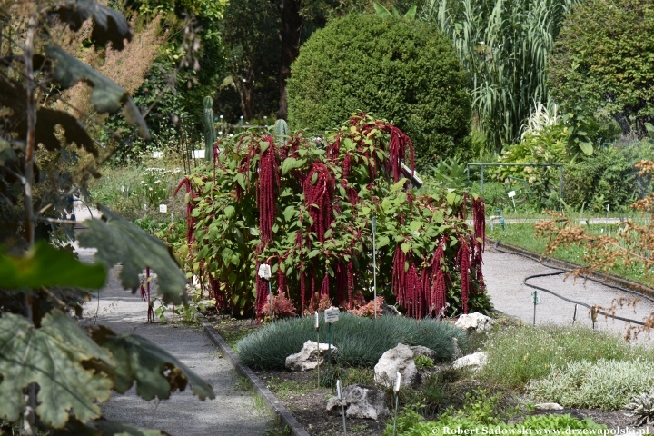 Ogród Botaniczny Uniwersytetu Jagiellońskiego w Krakowie