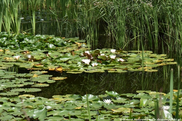 Ogród Botaniczny Uniwersytetu Jagiellońskiego w Krakowie