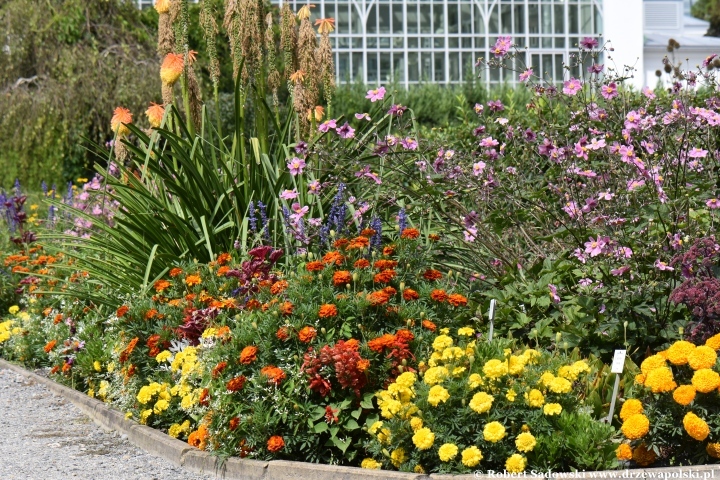 Ogród Botaniczny Uniwersytetu Jagiellońskiego w Krakowie