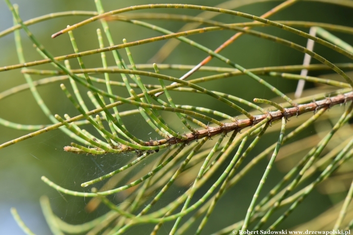 Ogród Botaniczny Uniwersytetu Jagiellońskiego w Krakowie