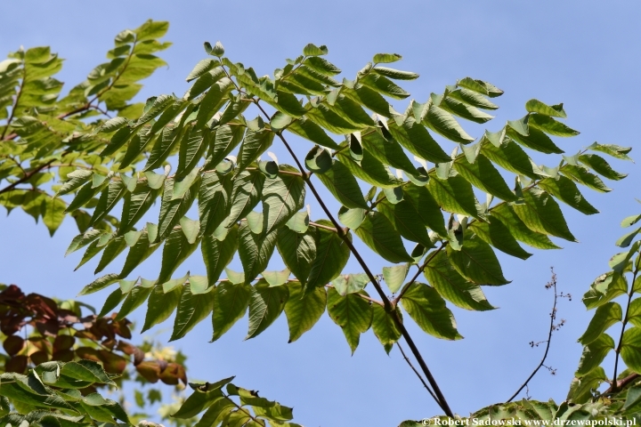 Ogród Botaniczny Uniwersytetu Jagiellońskiego w Krakowie