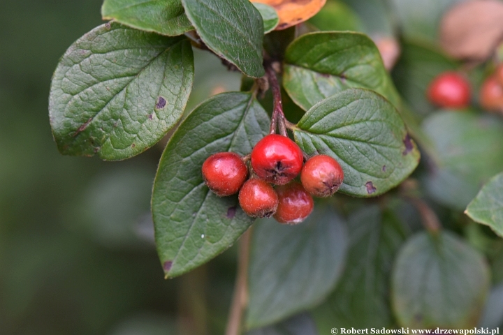 Ogród Botaniczny Uniwersytetu Jagiellońskiego w Krakowie