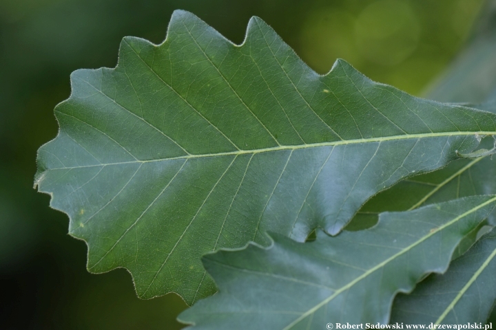 Ogród Botaniczny Uniwersytetu Jagiellońskiego w Krakowie