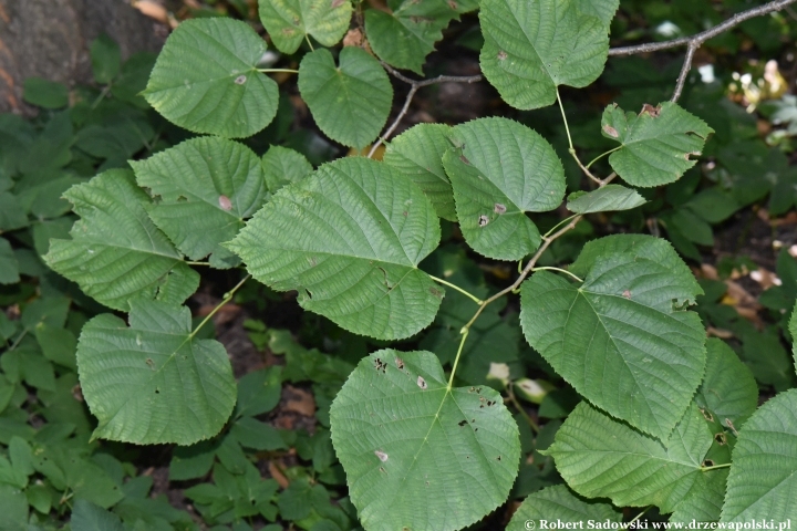 Ogród Botaniczny Uniwersytetu Jagiellońskiego w Krakowie