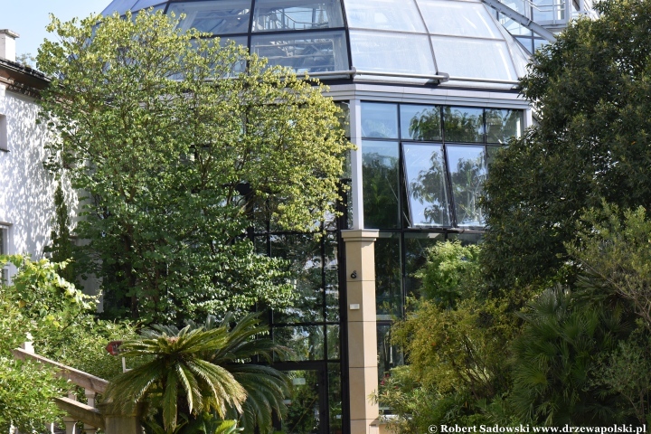 Ogród Botaniczny Uniwersytetu Jagiellońskiego w Krakowie