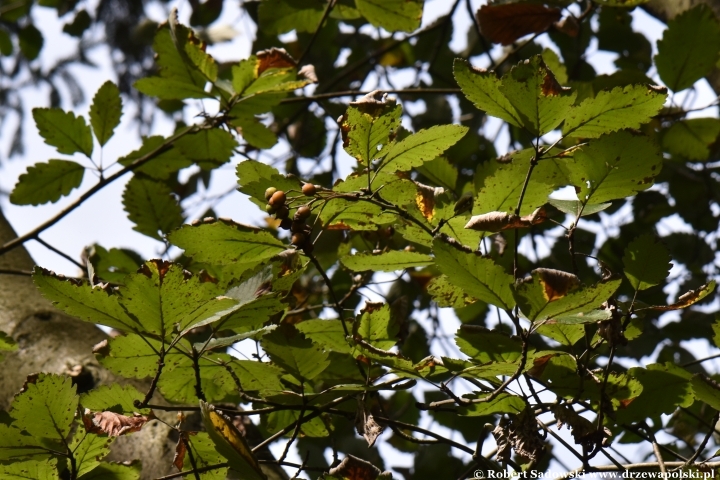 Ogród Botaniczny Uniwersytetu Jagiellońskiego w Krakowie