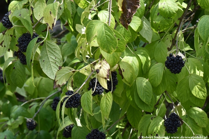 Ogród Botaniczny Uniwersytetu Jagiellońskiego w Krakowie