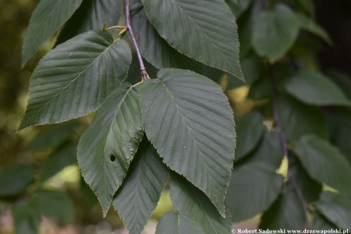 Ogród Botaniczny Uniwersytetu Jagiellońskiego w Krakowie