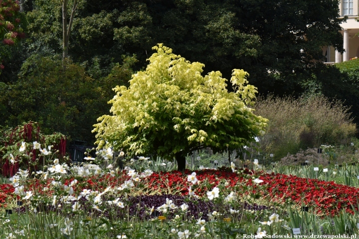 Ogród Botaniczny Uniwersytetu Jagiellońskiego w Krakowie